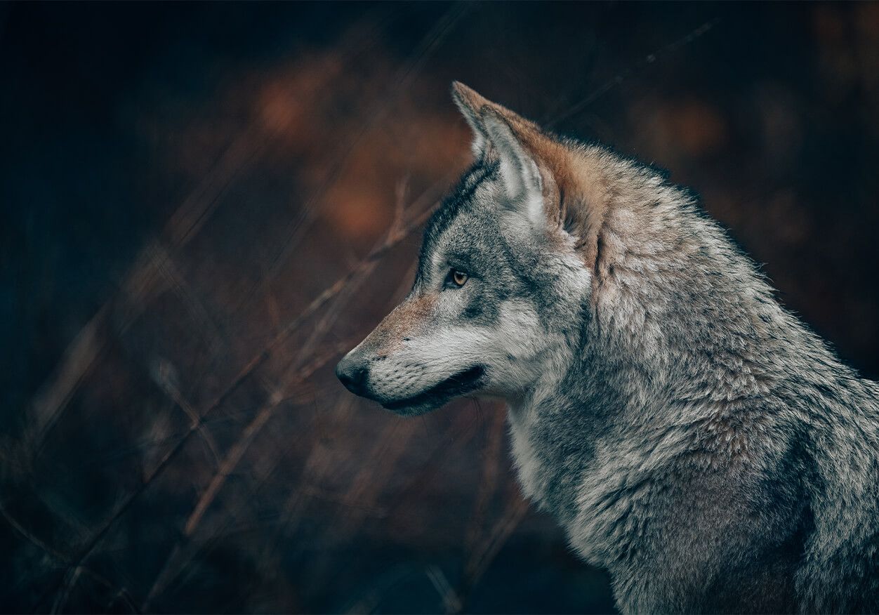 Tiere Wolf