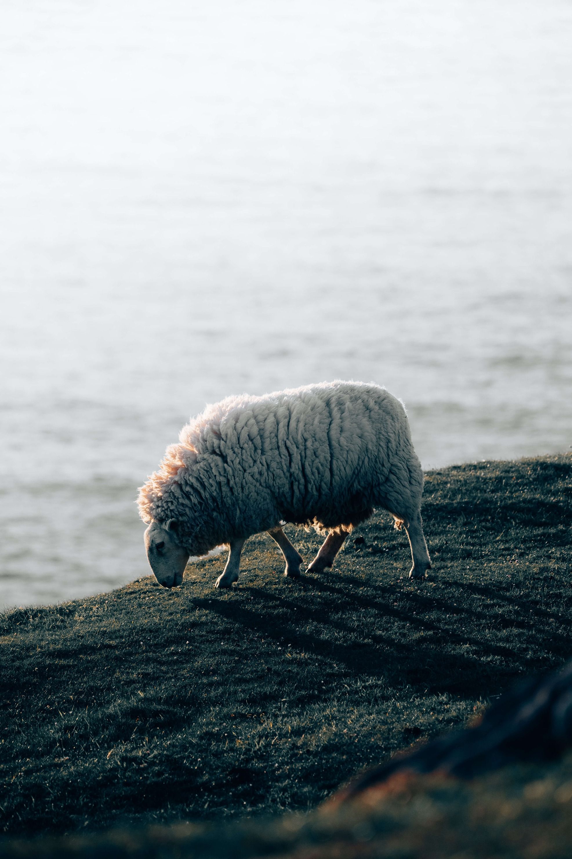 Tiere Weidende Schafe