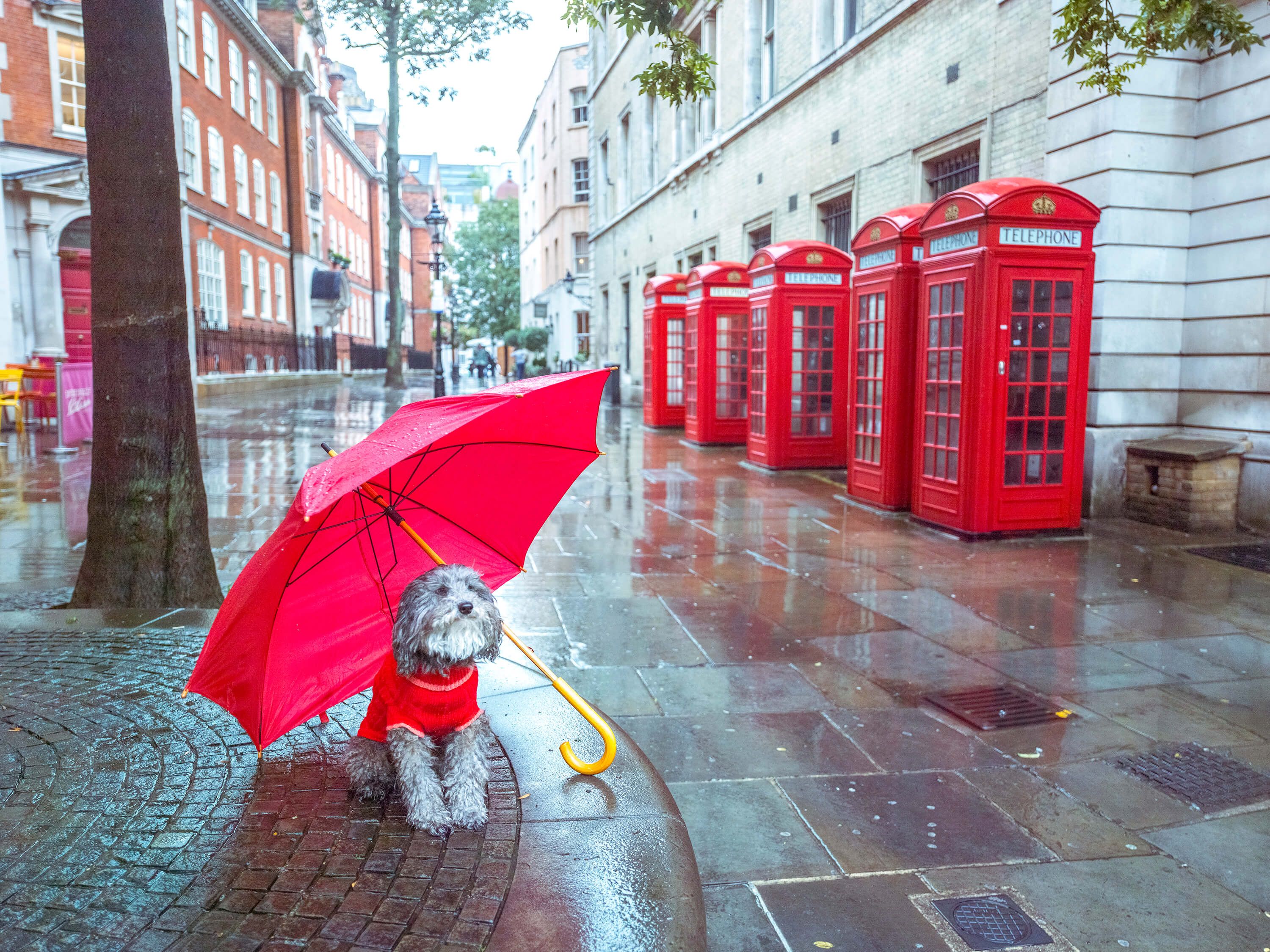  Hund mit Regenschirm