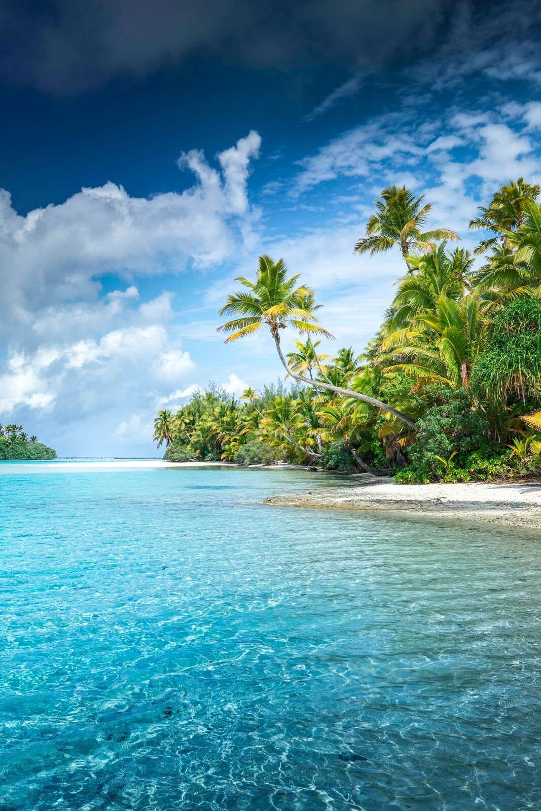 Fototapete - Klarer tropischer Strand mit Palmen. - Fototapete, image size:1067x1600