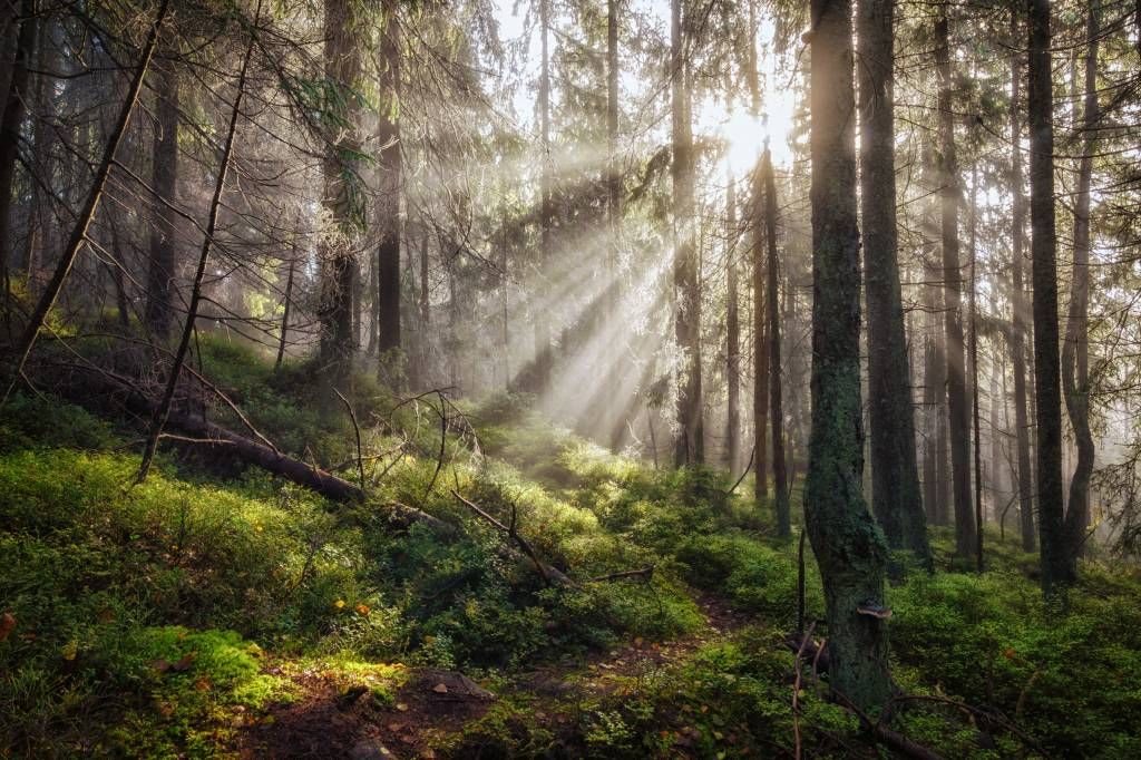 Herbstwald