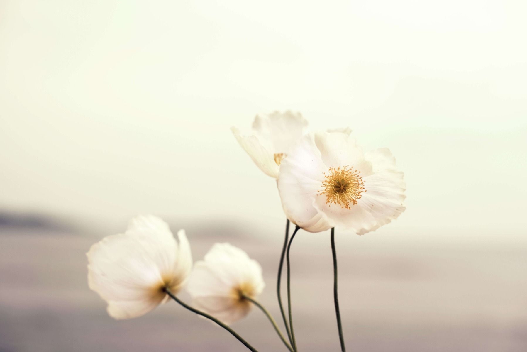 Weißer Mohn in Nahaufnahme