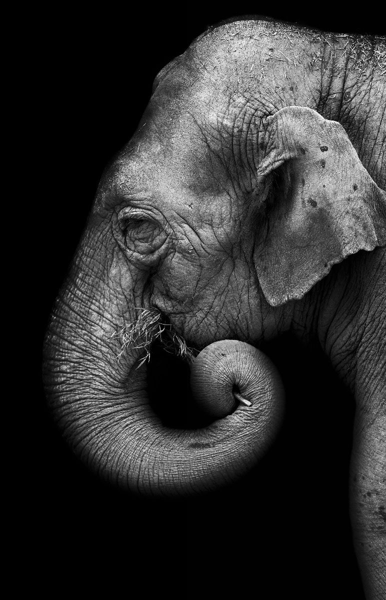 Elefanten-Portrait