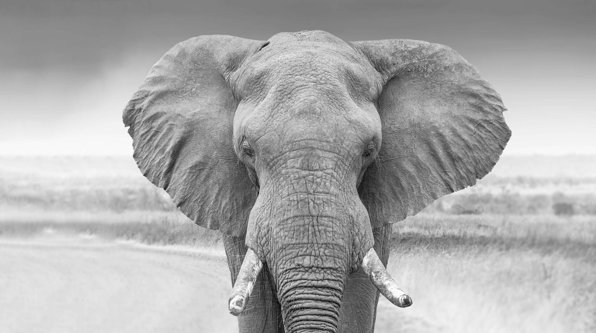 Elefant schwarz-weiß