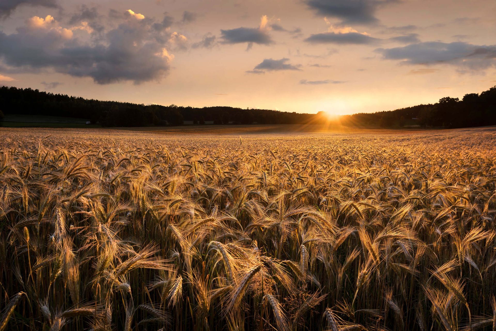 Fields of gold