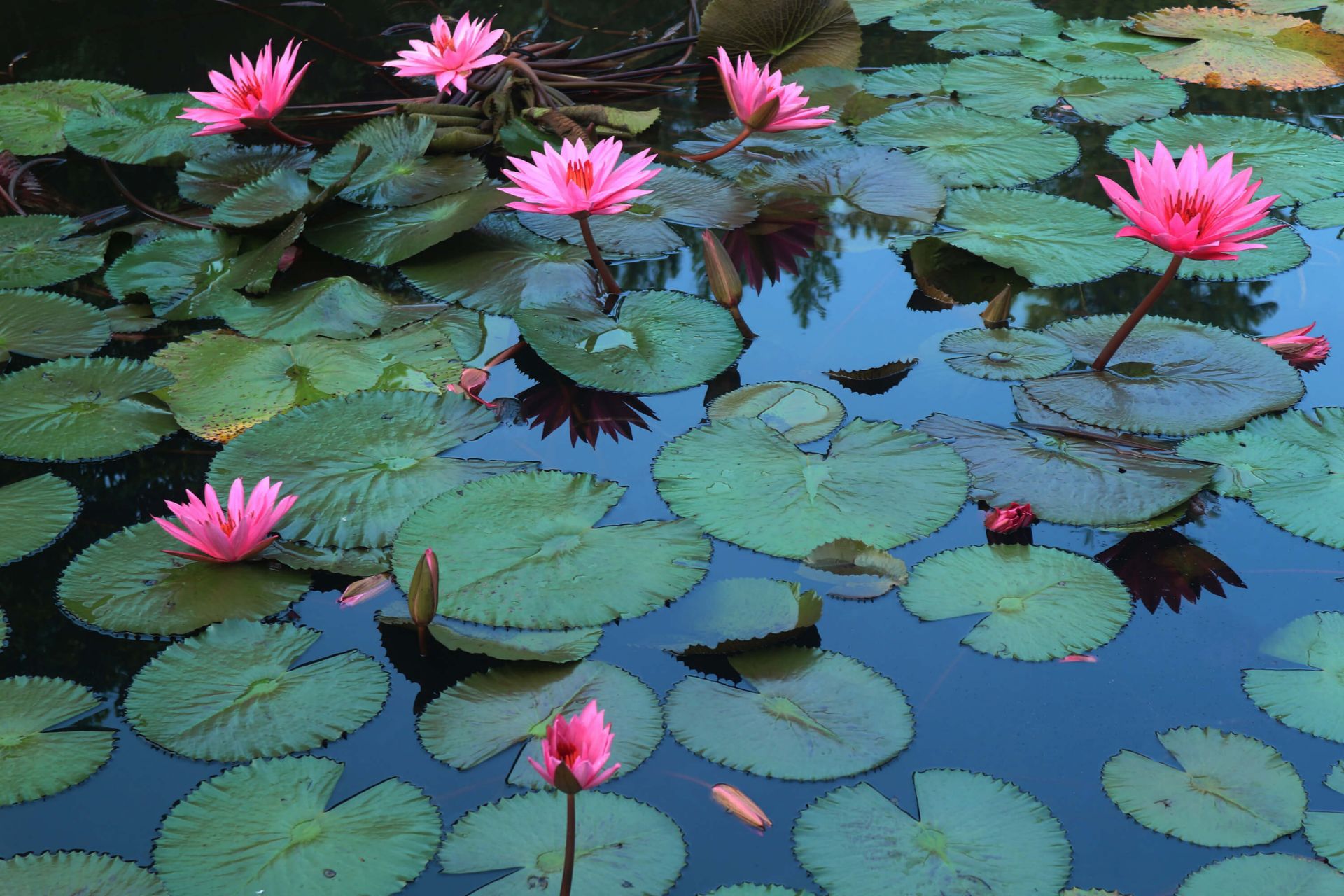 See der Lilien