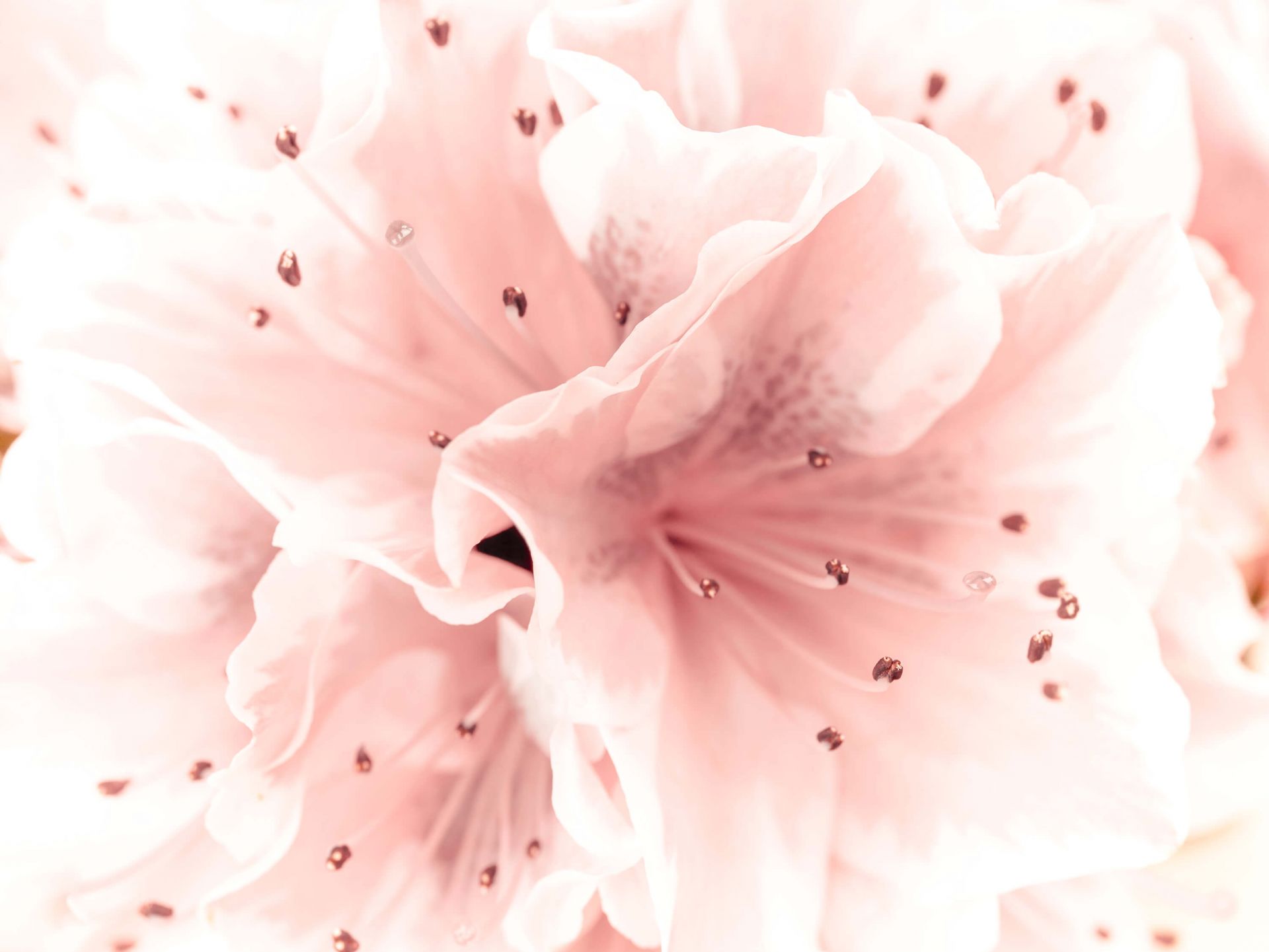 Azalee Blume