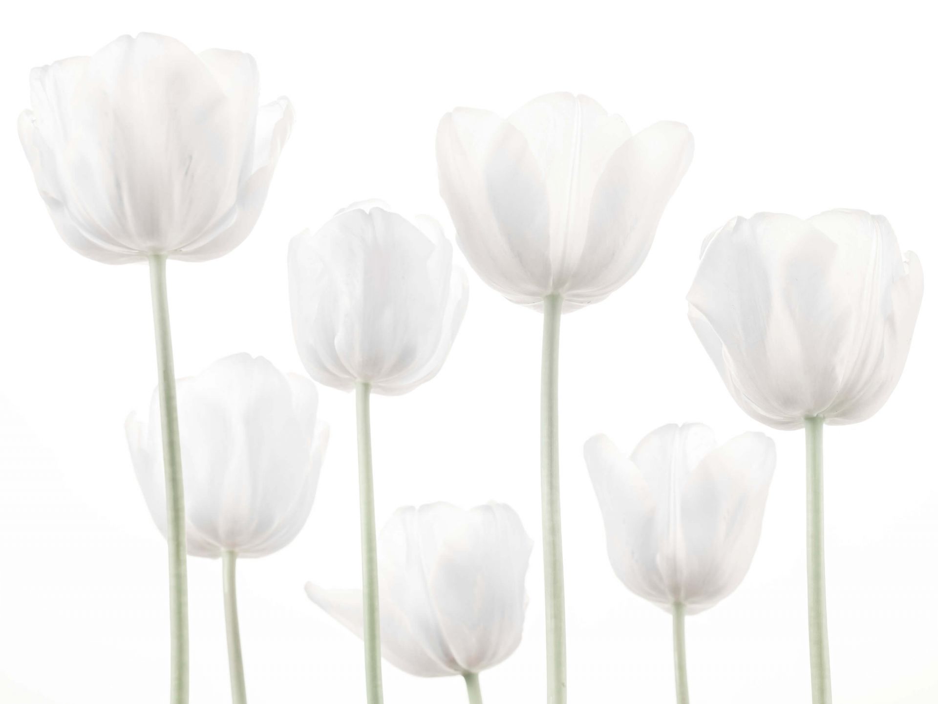 Weiße Tulpen
