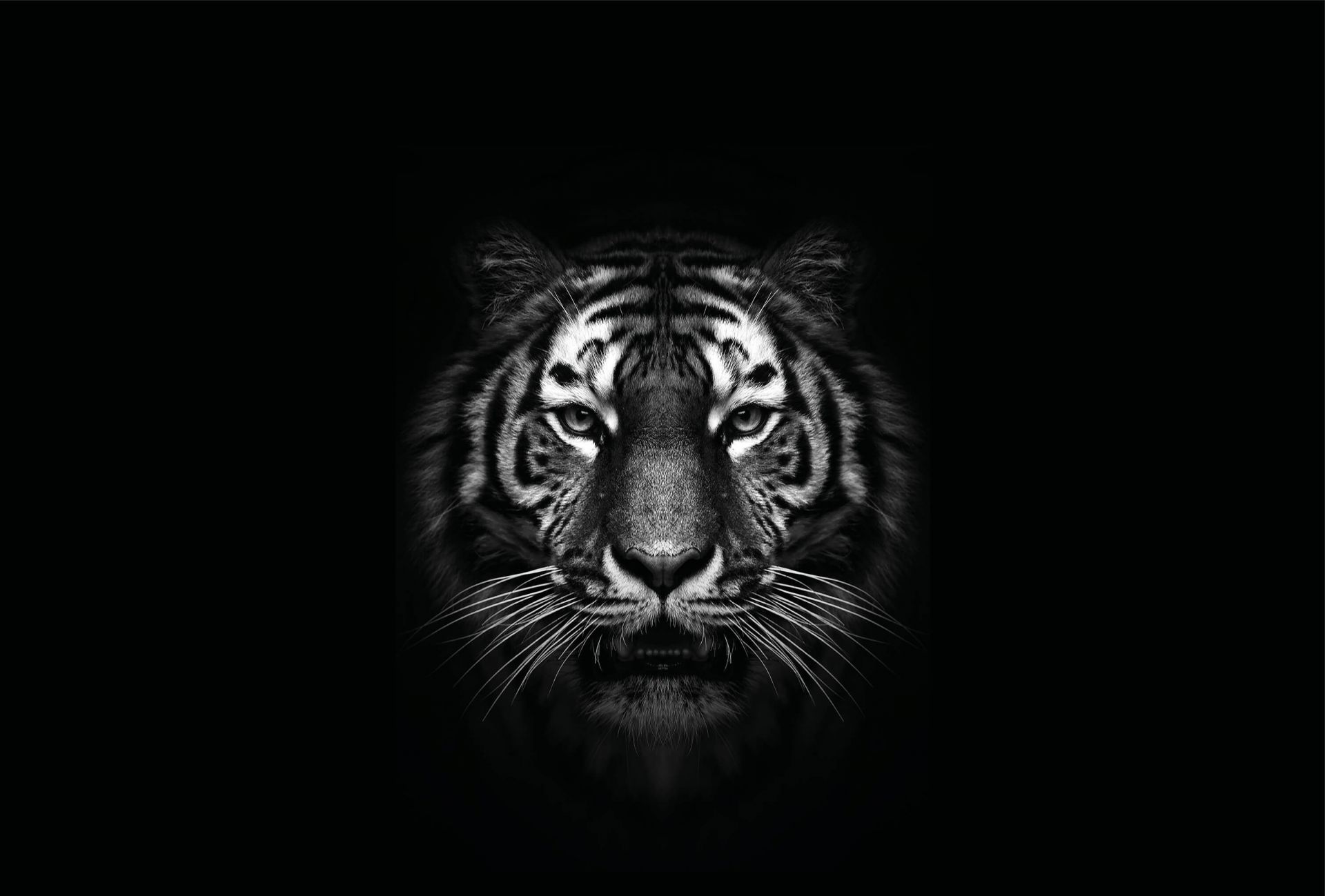 Dark Tiger