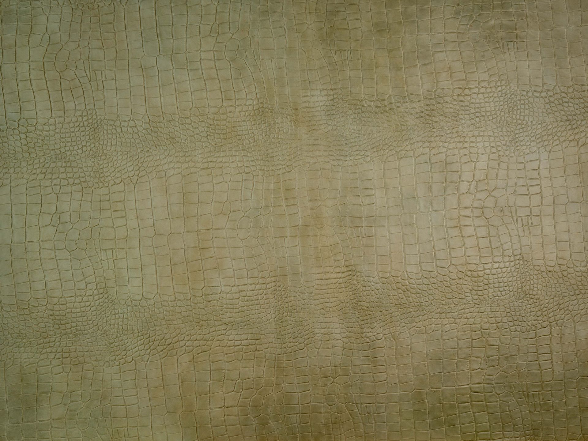 Krokodilhaut Textur