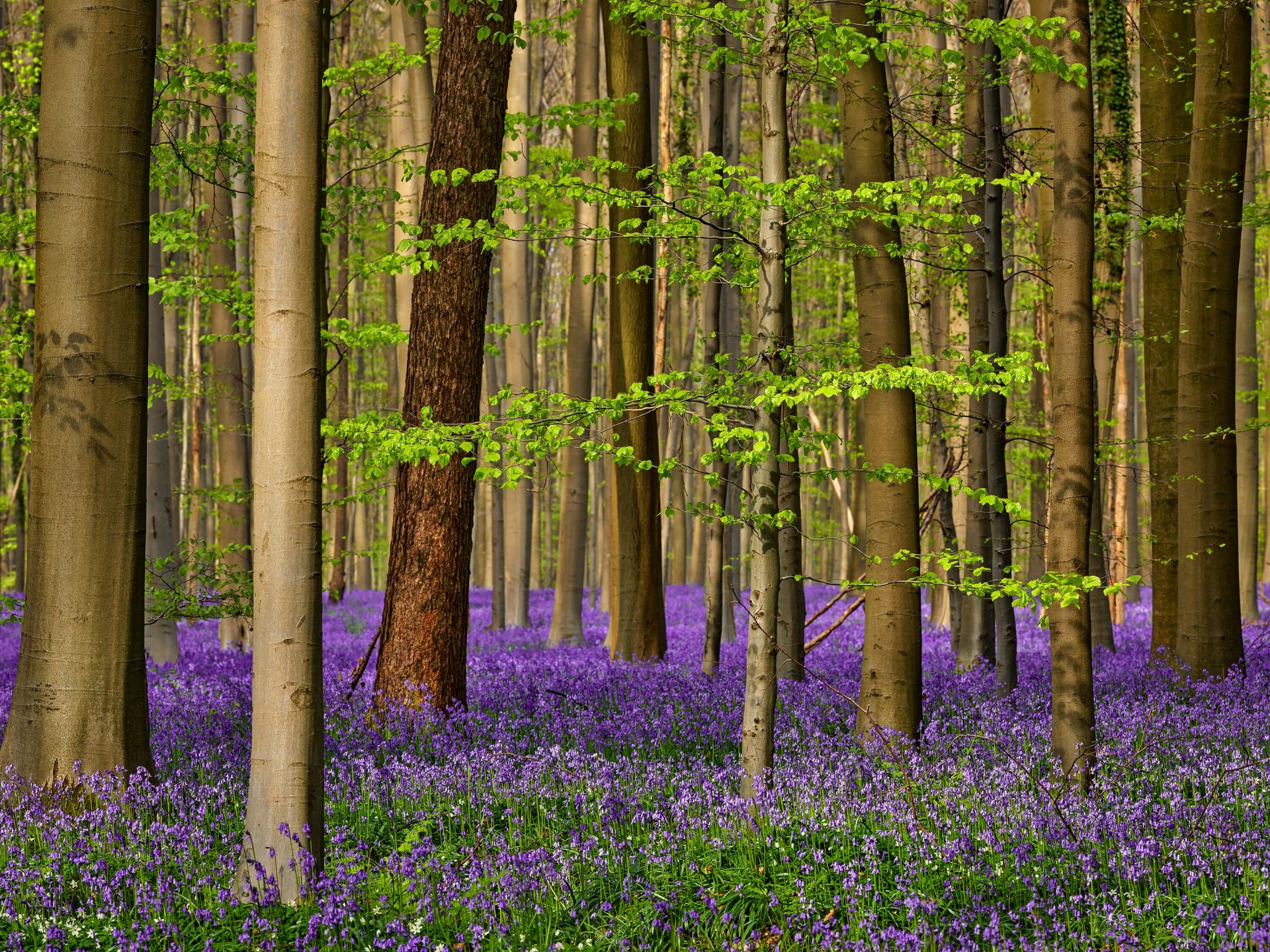 Fototapete - Wald mit lila Blumen - Fototapete, image size:1920x1440