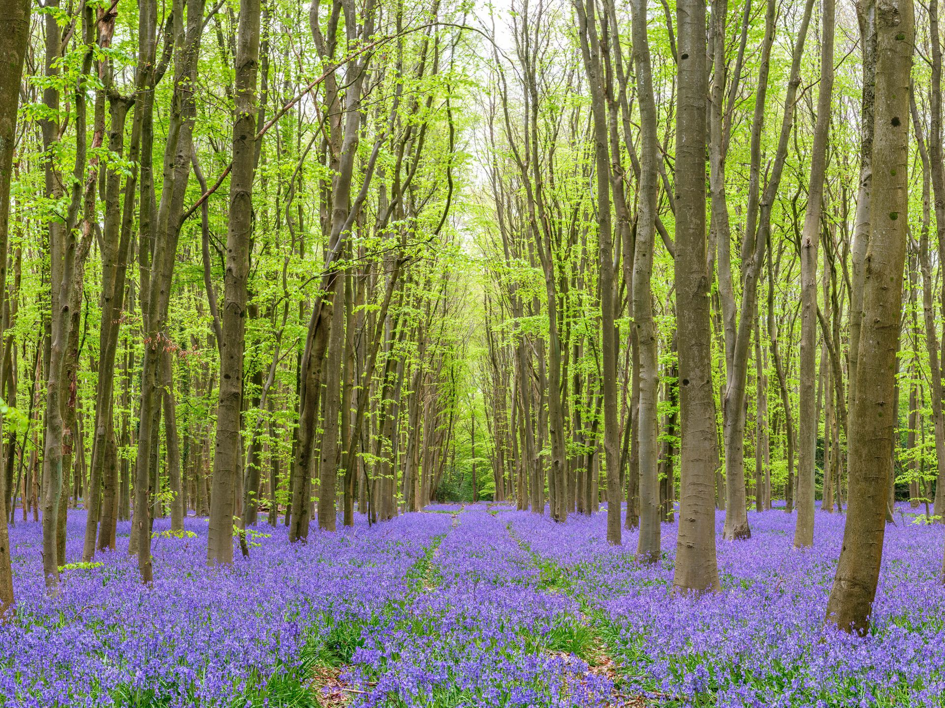 Reifenspuren durch den Wald