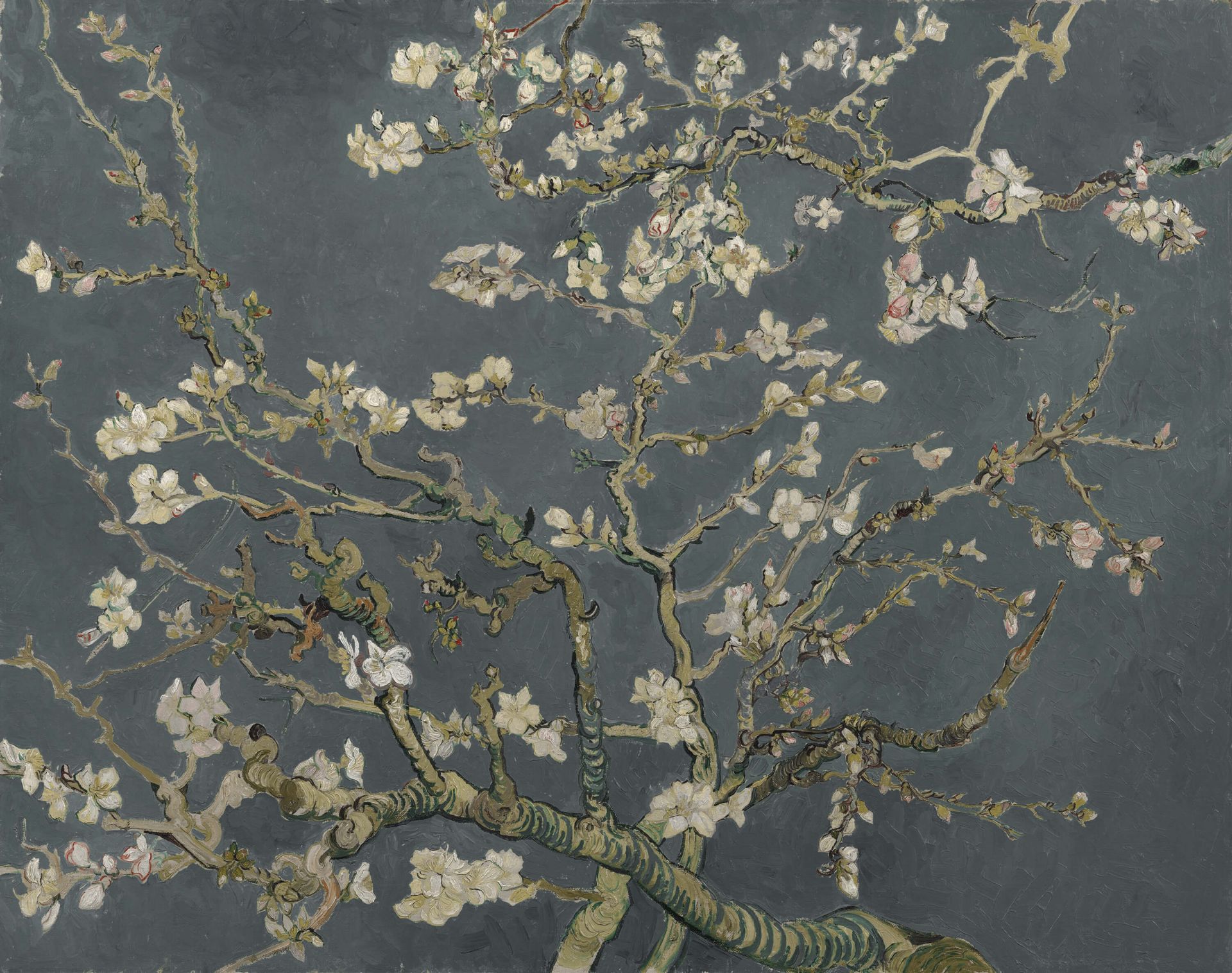 Blühende Mandel blüte