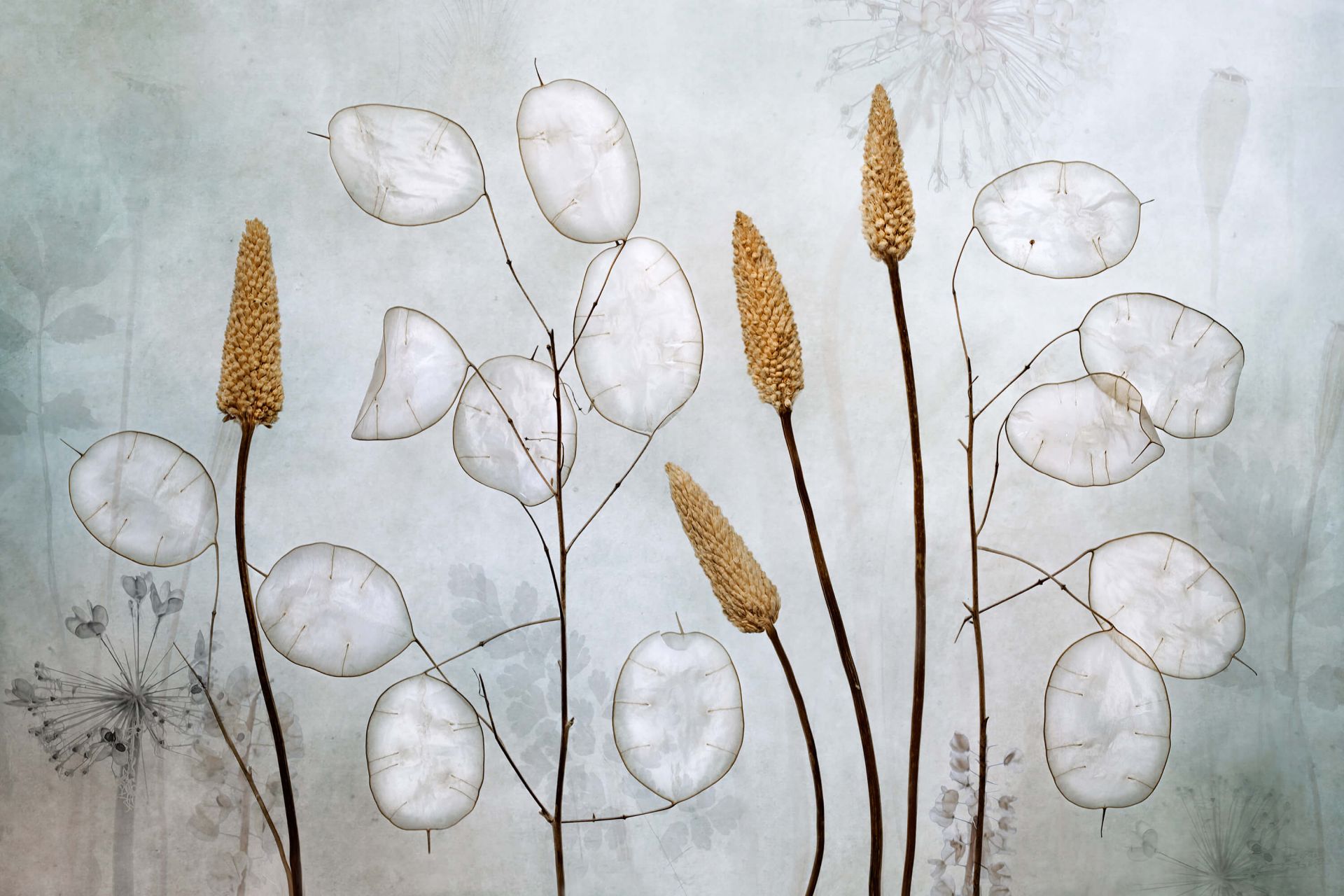 Lunaria