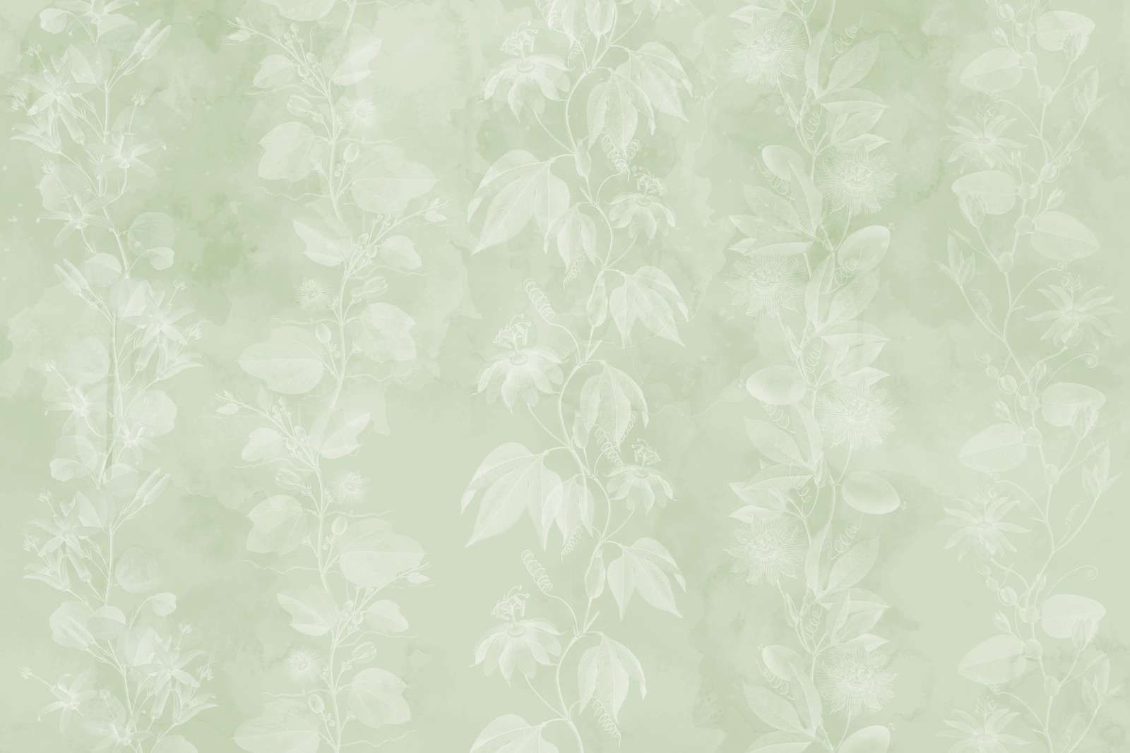 Passiflora 5