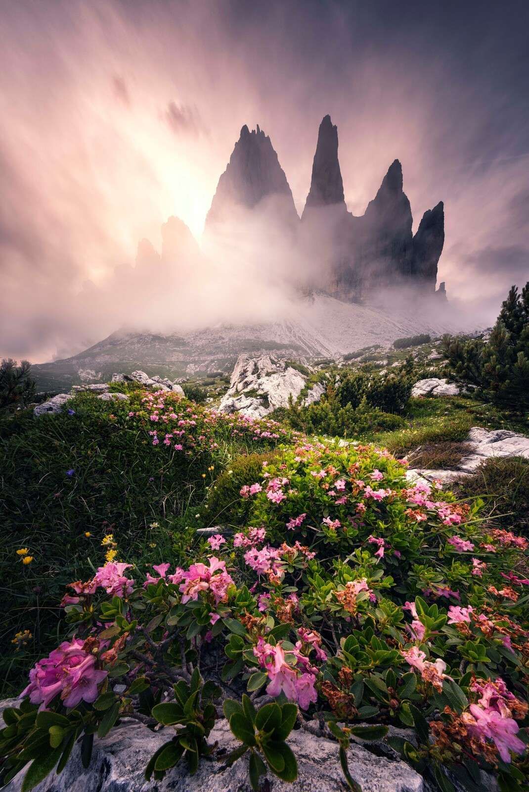 Blütenpracht in den Dolomiten