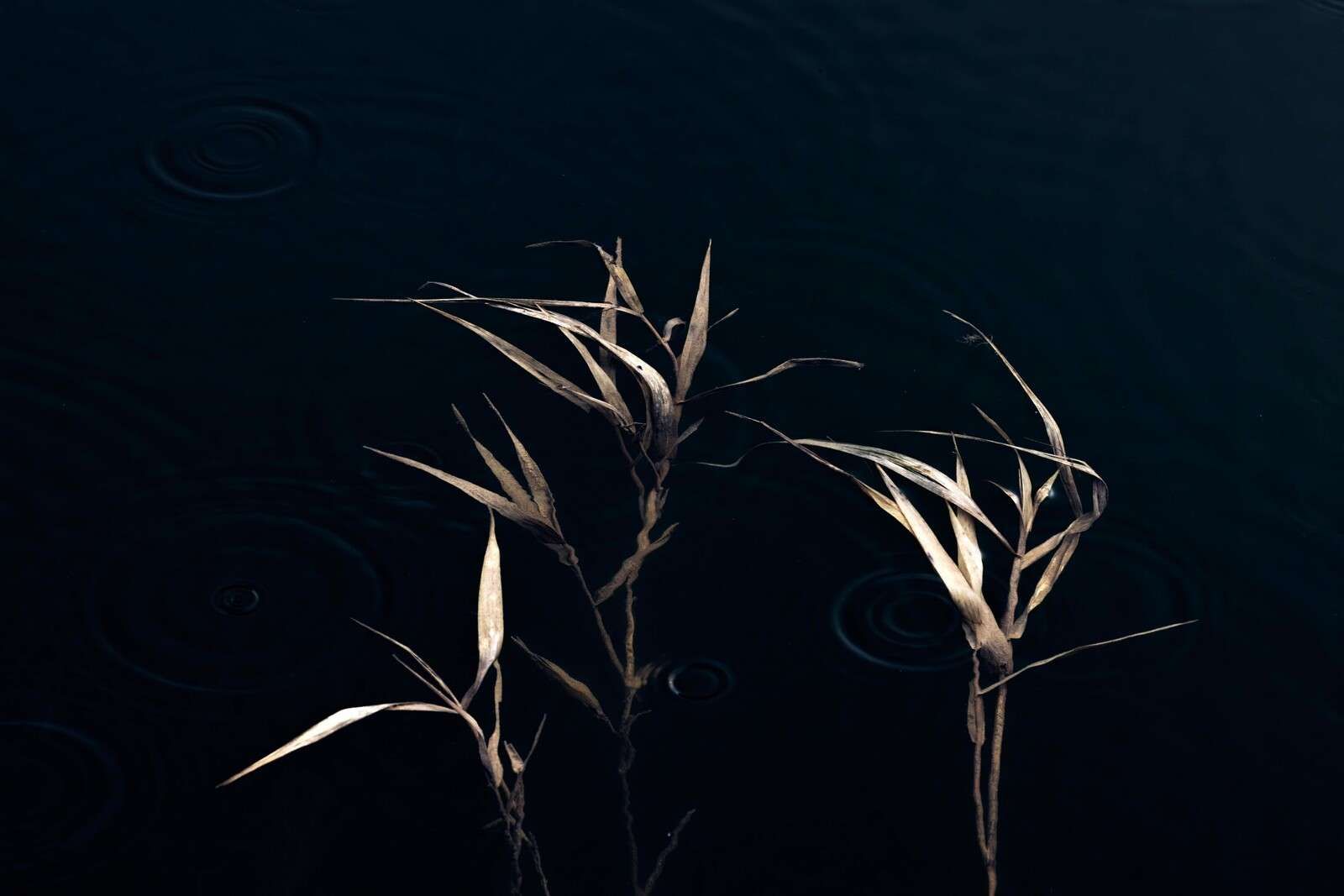Riet im Stil Wasser