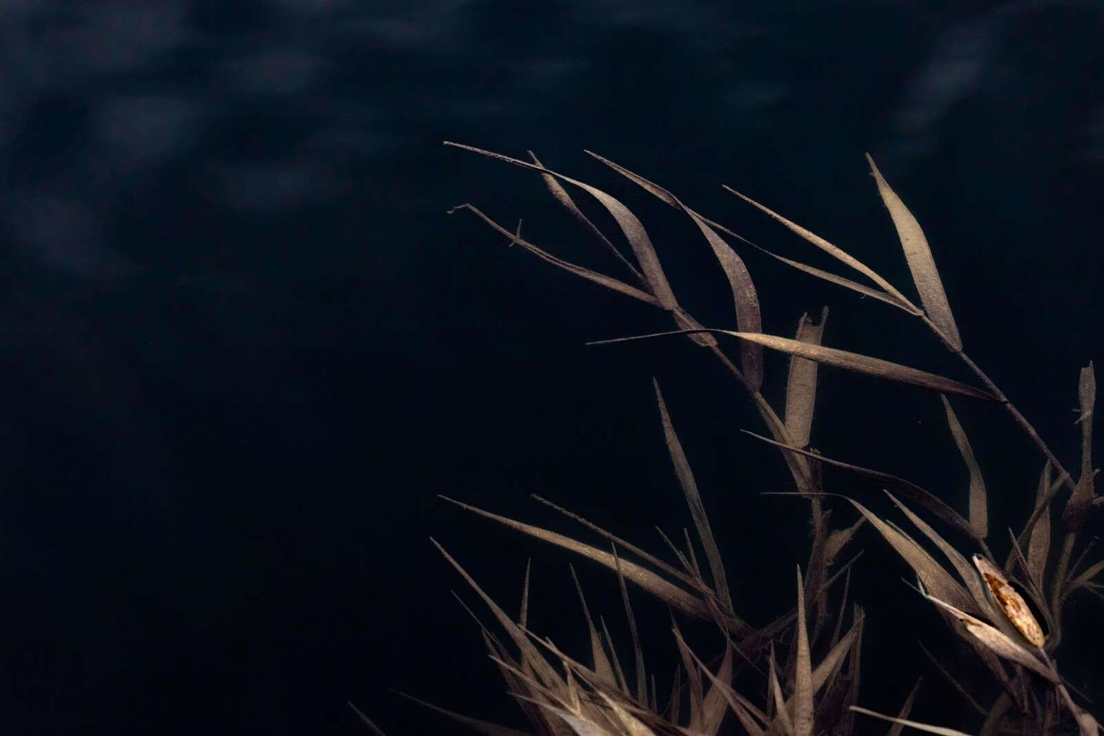 Verdorrte Schilfrohre am Wasser