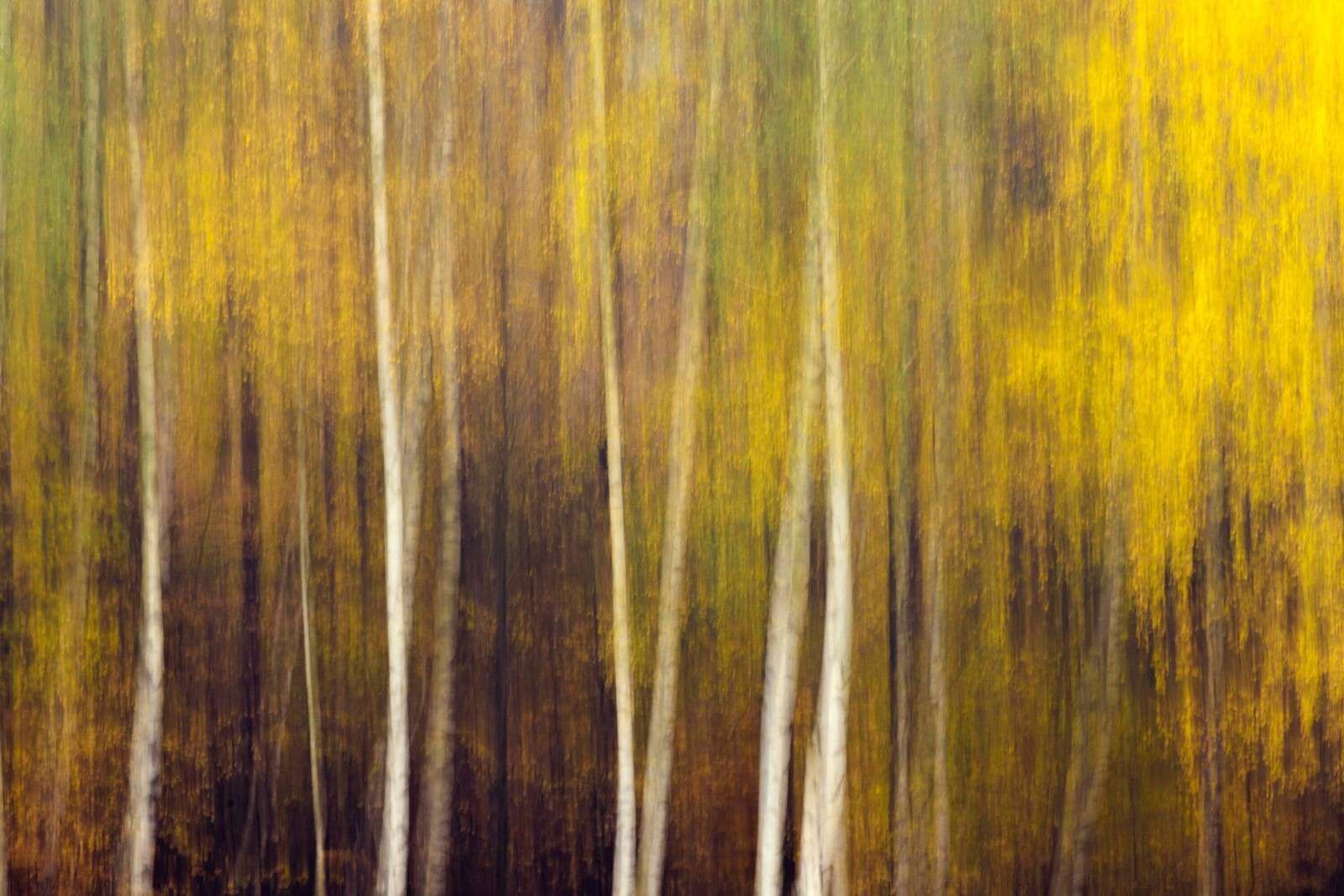 Herbstwald in Bewegung