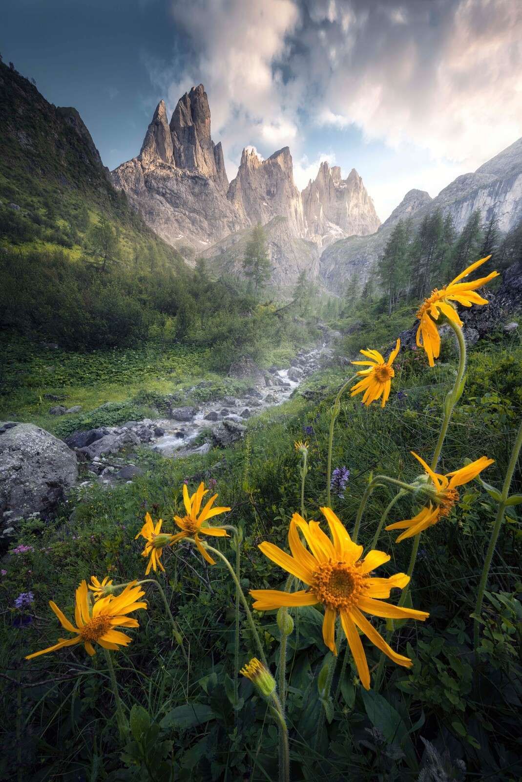 Gele Alpenblumen im Bergtal