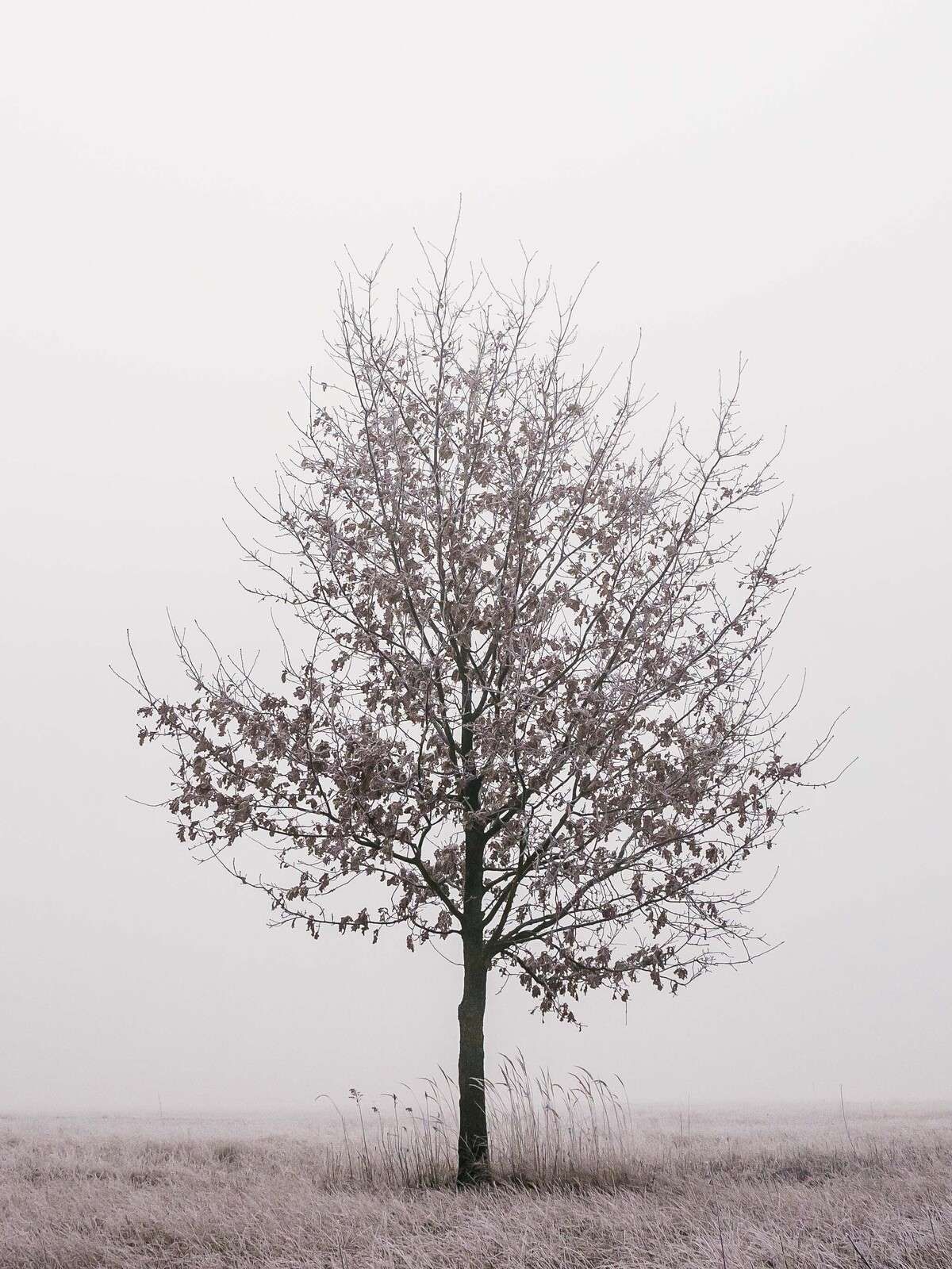 Minimalistisches Winterlandschaft