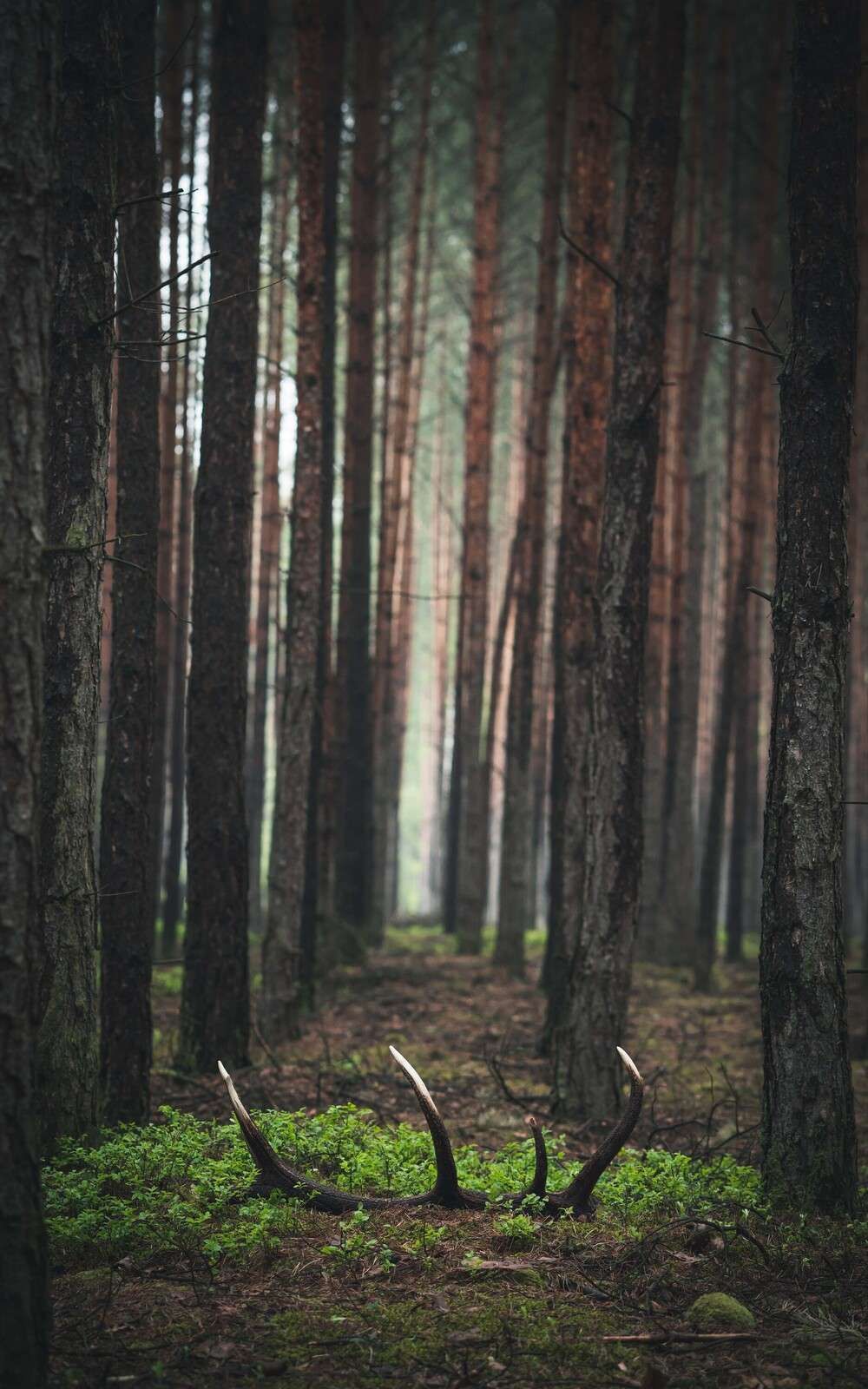 Wild und Geheimnis zwischen den Bäumen