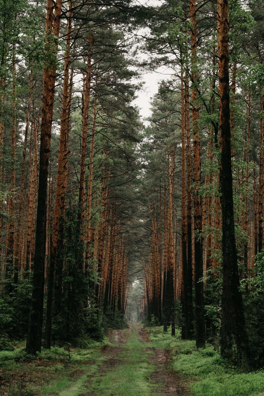 Symmetrie des Waldes