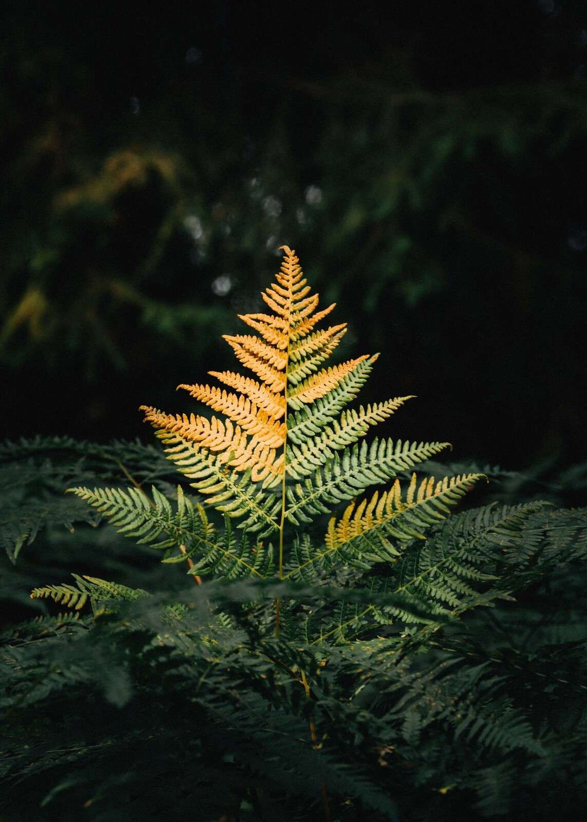 Goldener Farn im Schatten