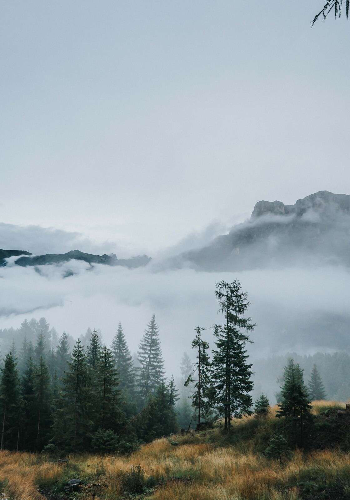 Morgennebel über dem Wald
