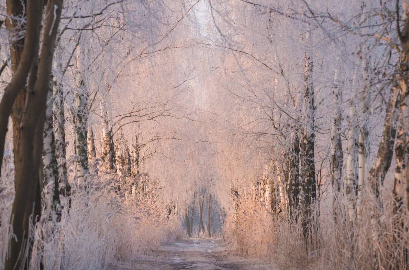 Bäume Reihe im Winternebel