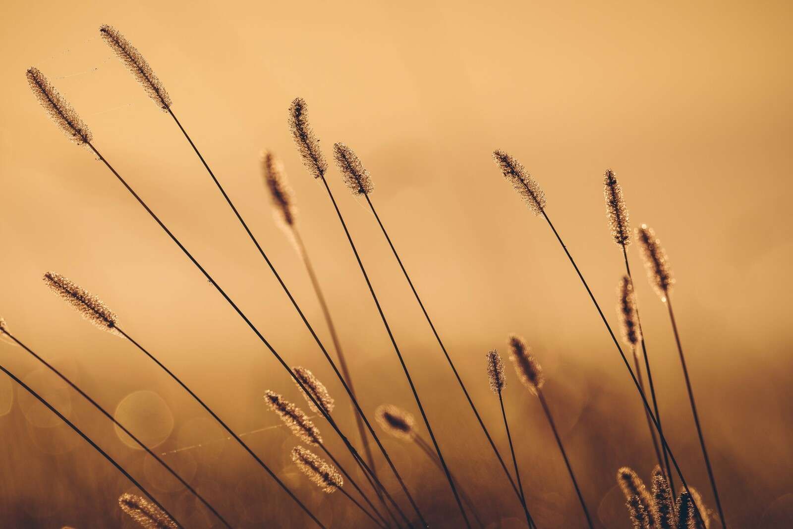 Flüsterndes Gras in der Morgen Sonne