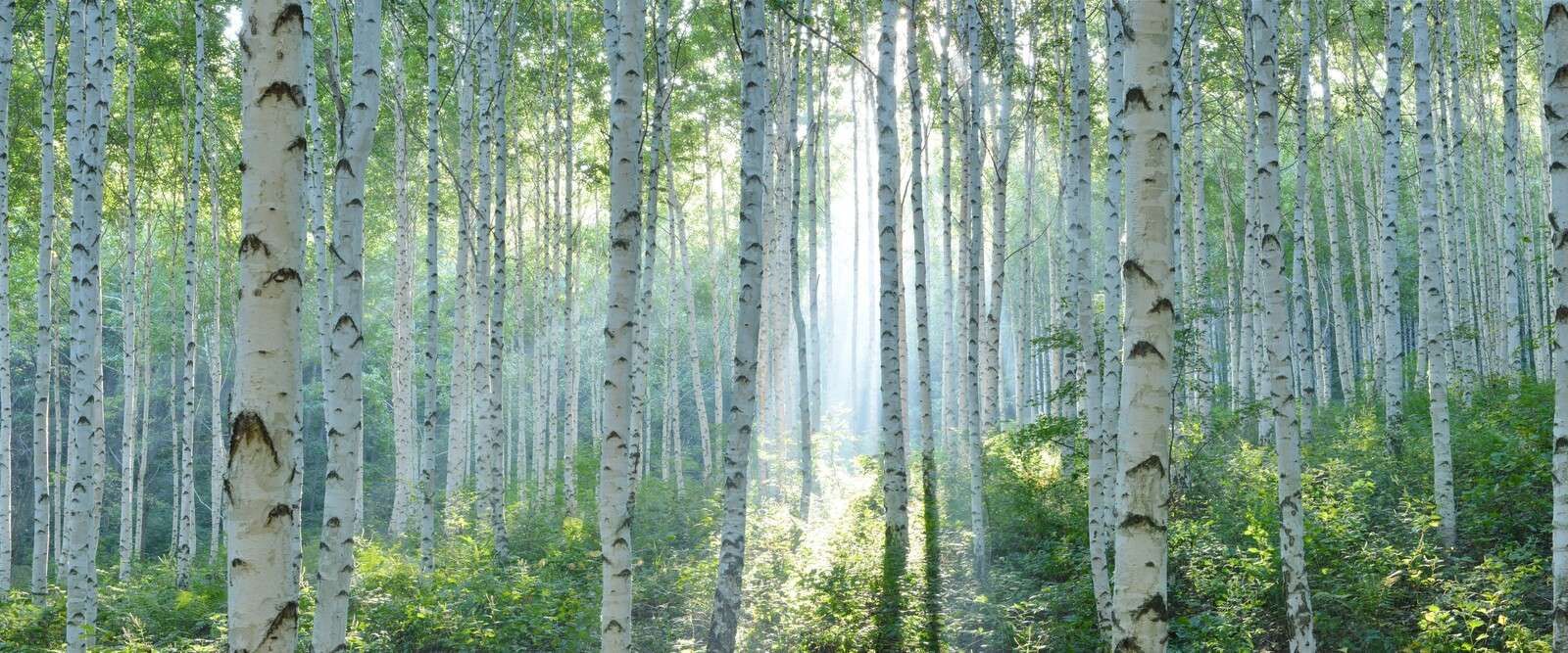 Berkenwald im Morgenlicht