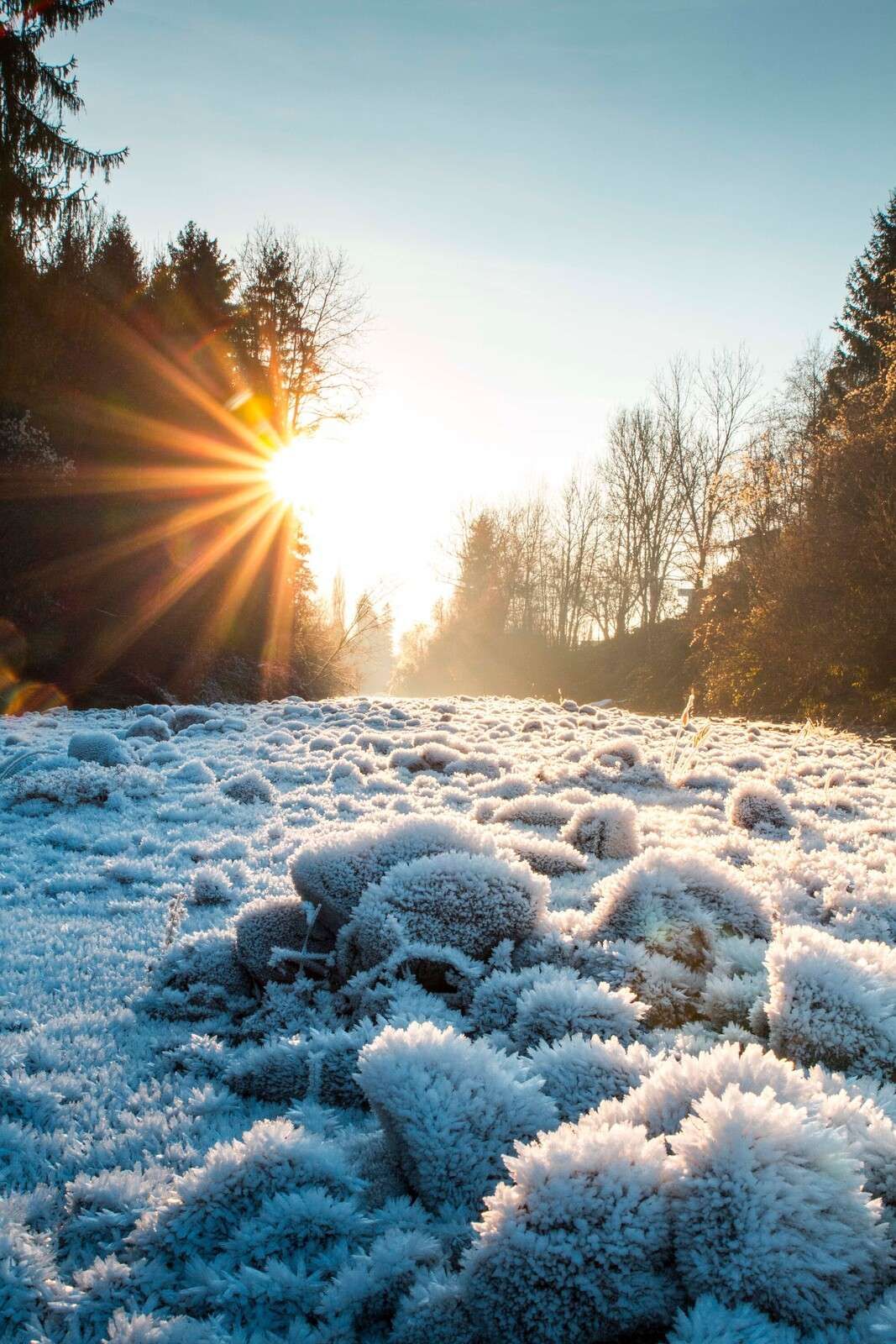 Eisiger Morgen im Winterwald.