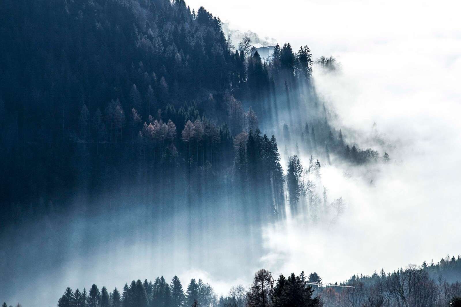 Morgendämmerung im nebligen Wald.