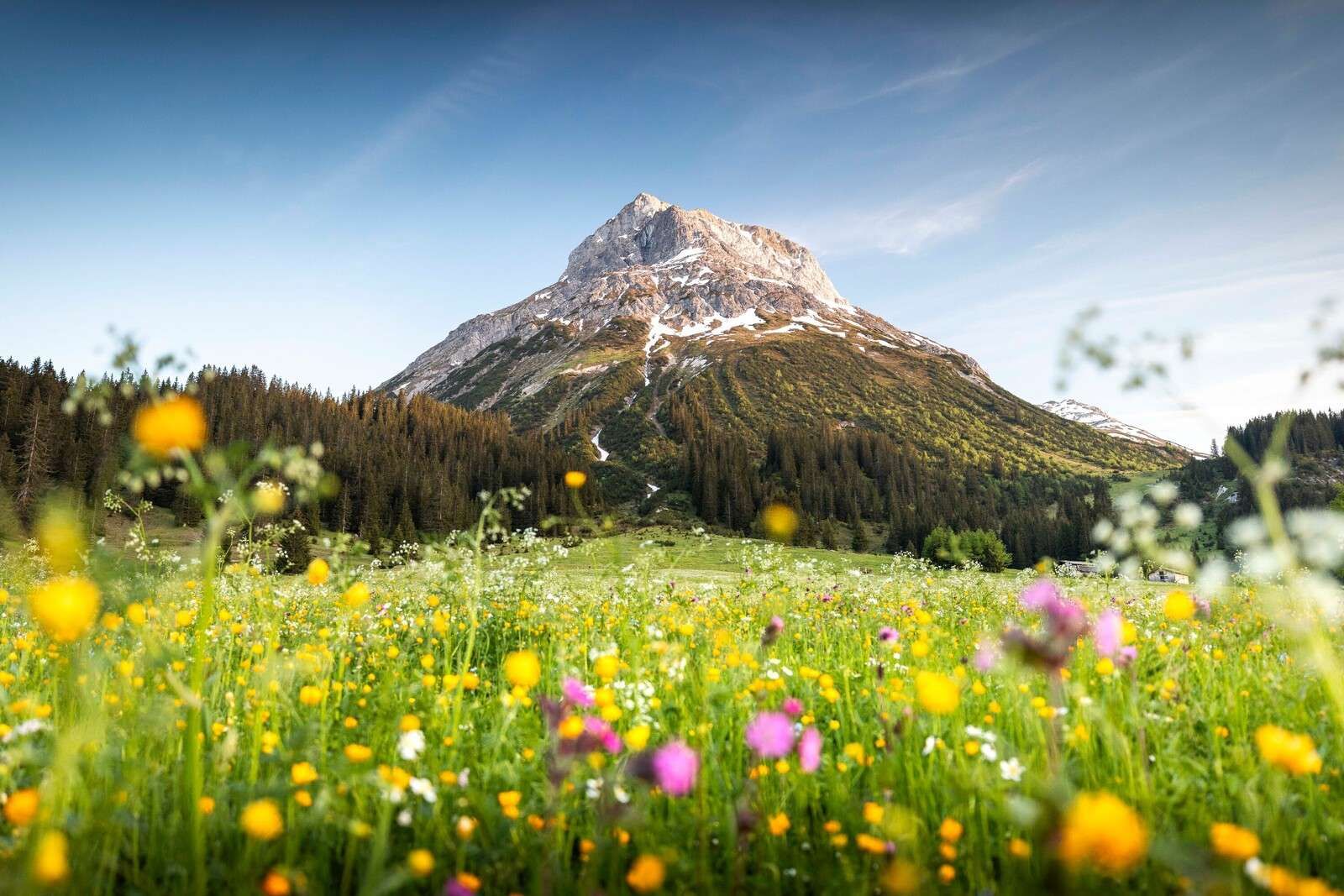Berggipfel über Blumenwiese