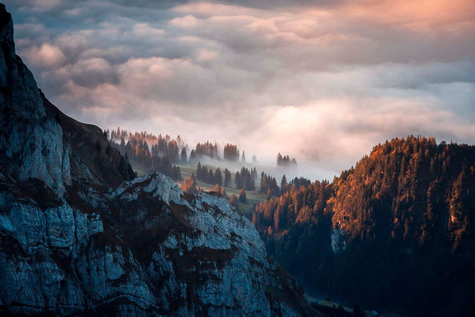 Waldrand im Morgennebel