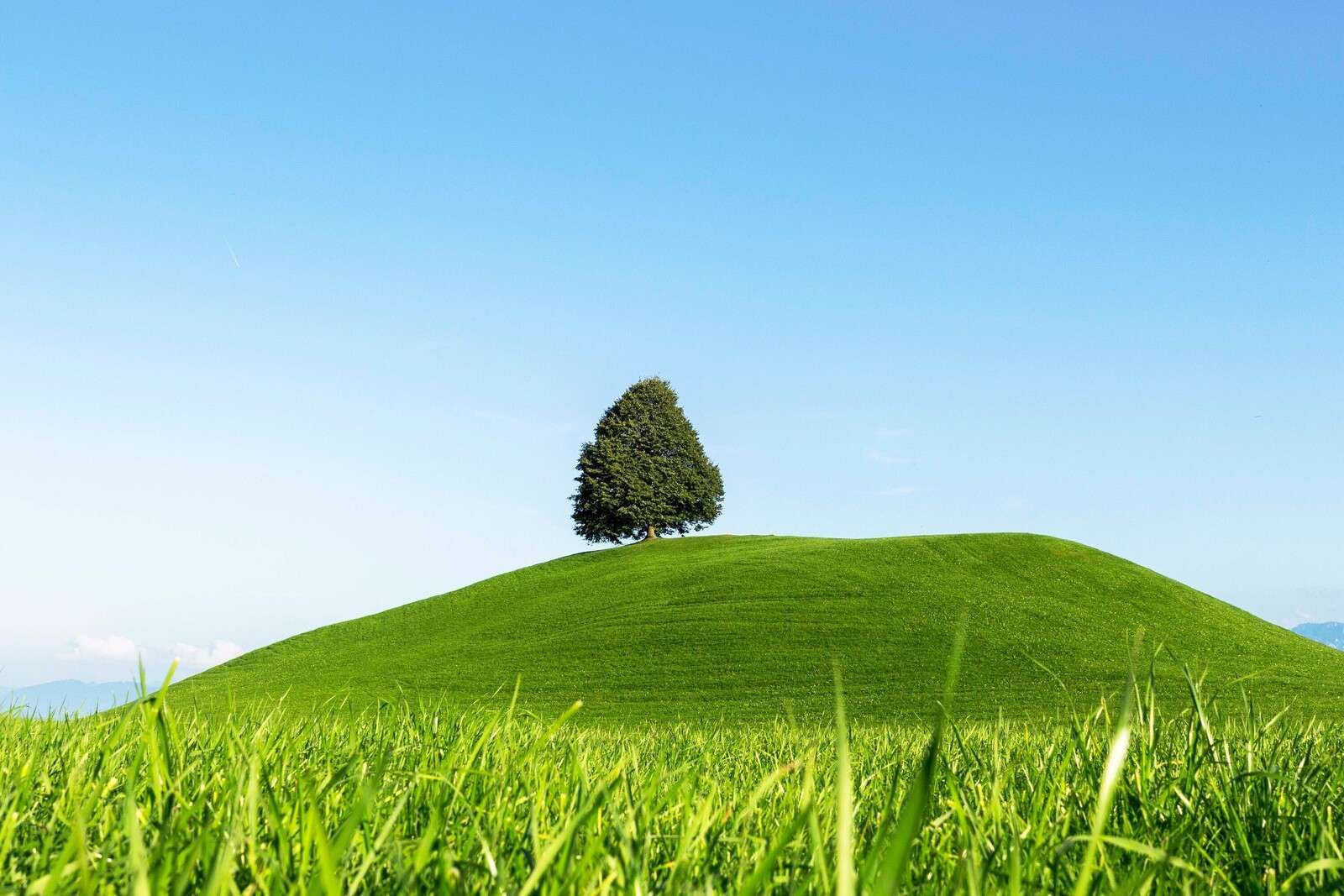 Einsamer Baum auf grünem Hügel.