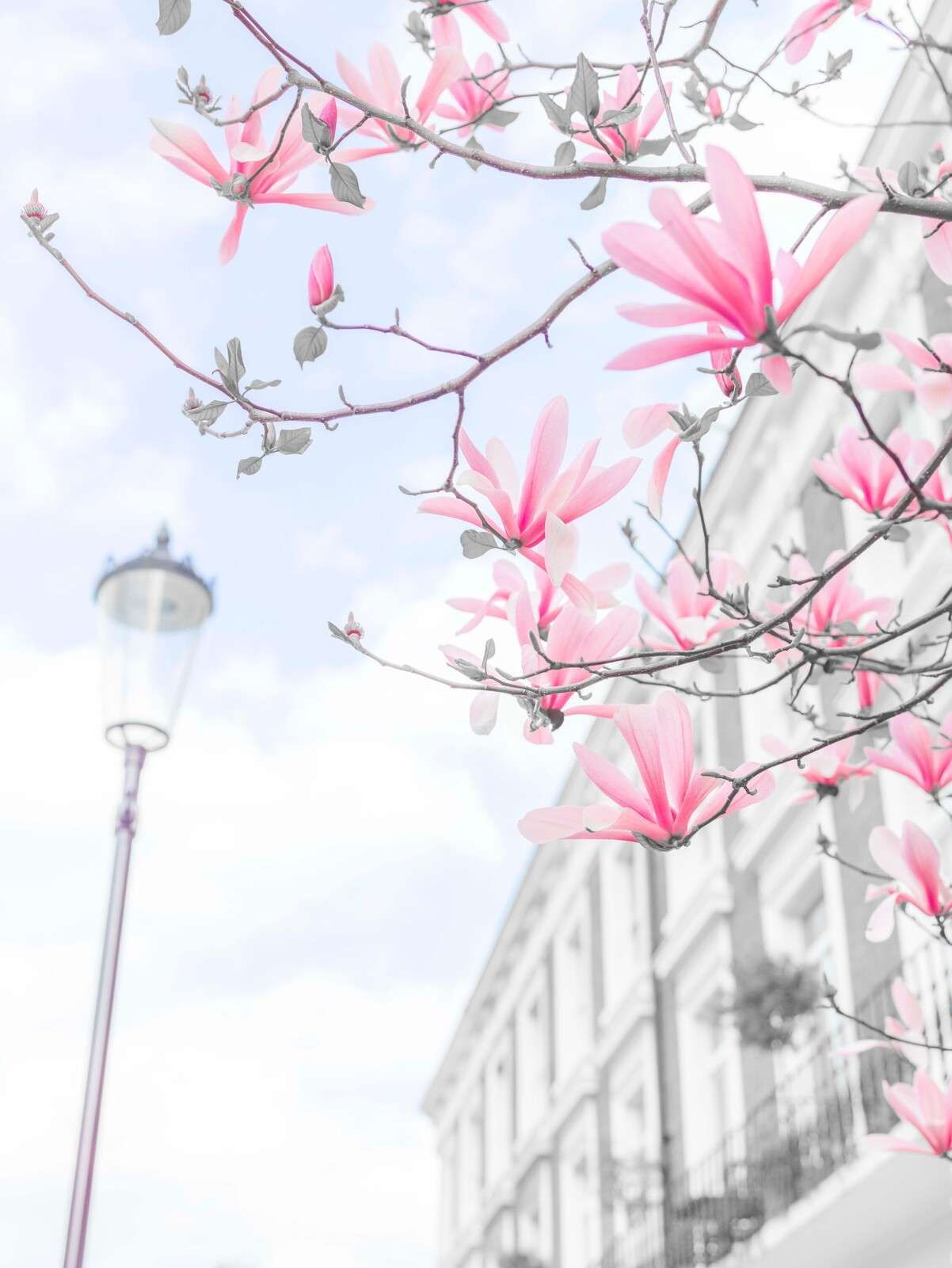 Magnolienblüten