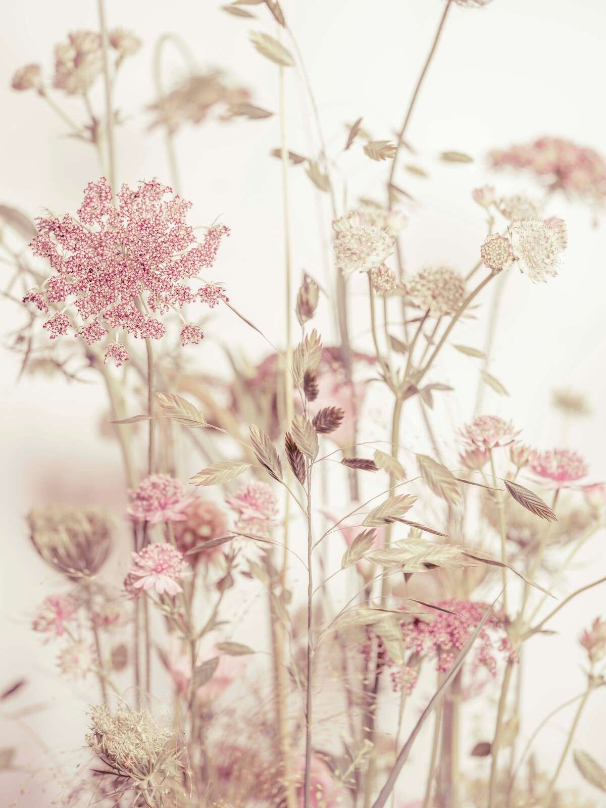 Wiesenblumen