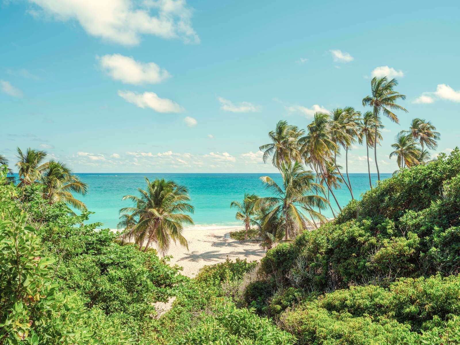 Palmen am Strand in Barbados.