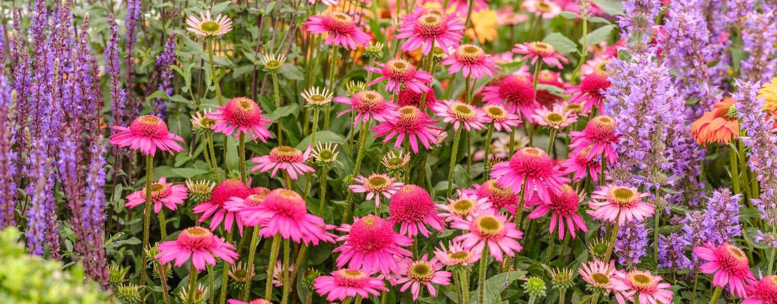 Sonnenhüte im Garten