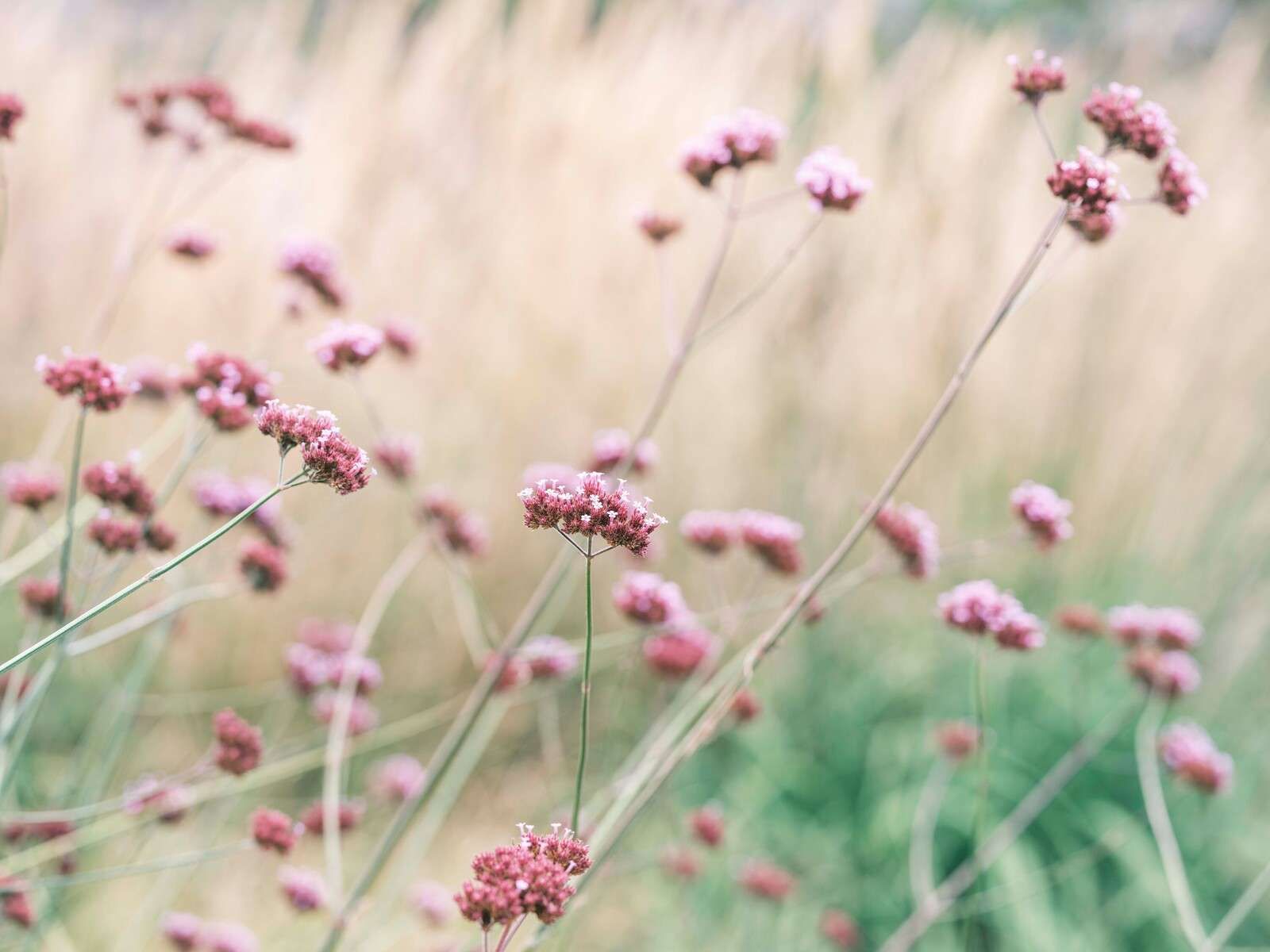 Zarte rosa Wiesenblumen