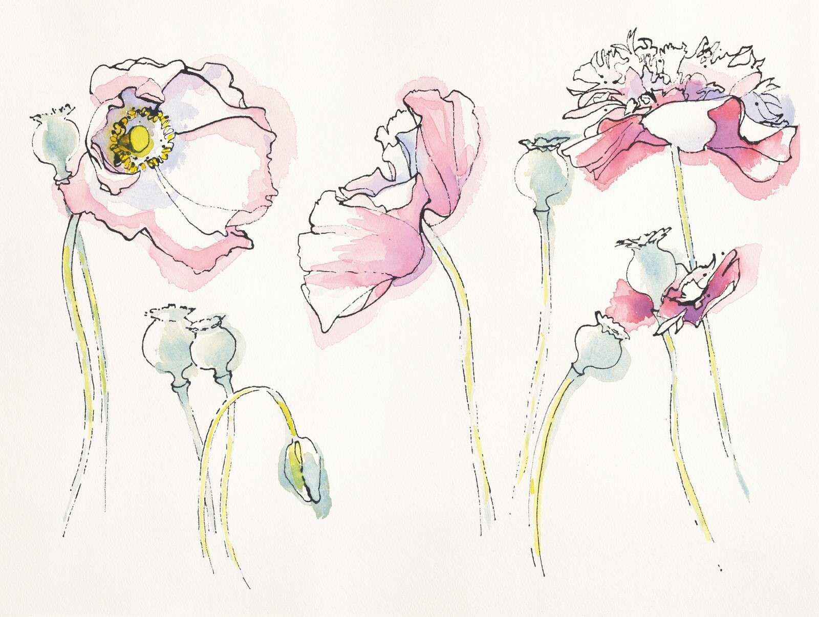 Sommerliche Mohnblumen im rosa Linienmuster