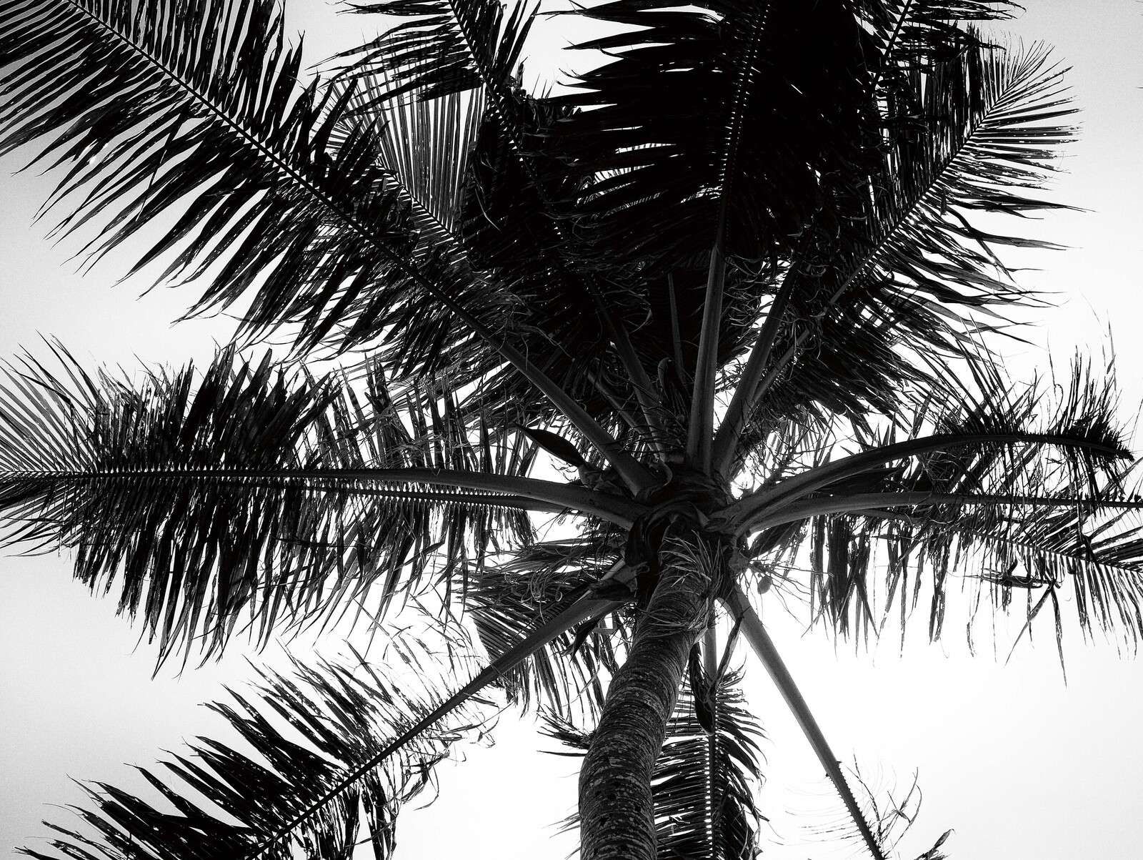 Tropische Palme in Schwarz-Weiß