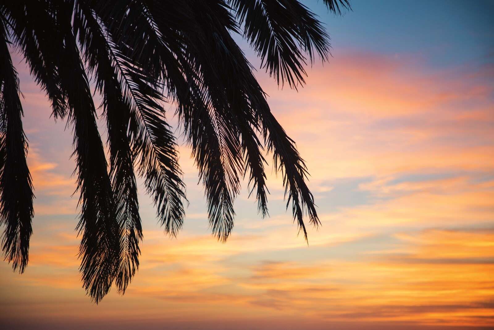 Palmzweige bei Sonnenuntergang Himmel