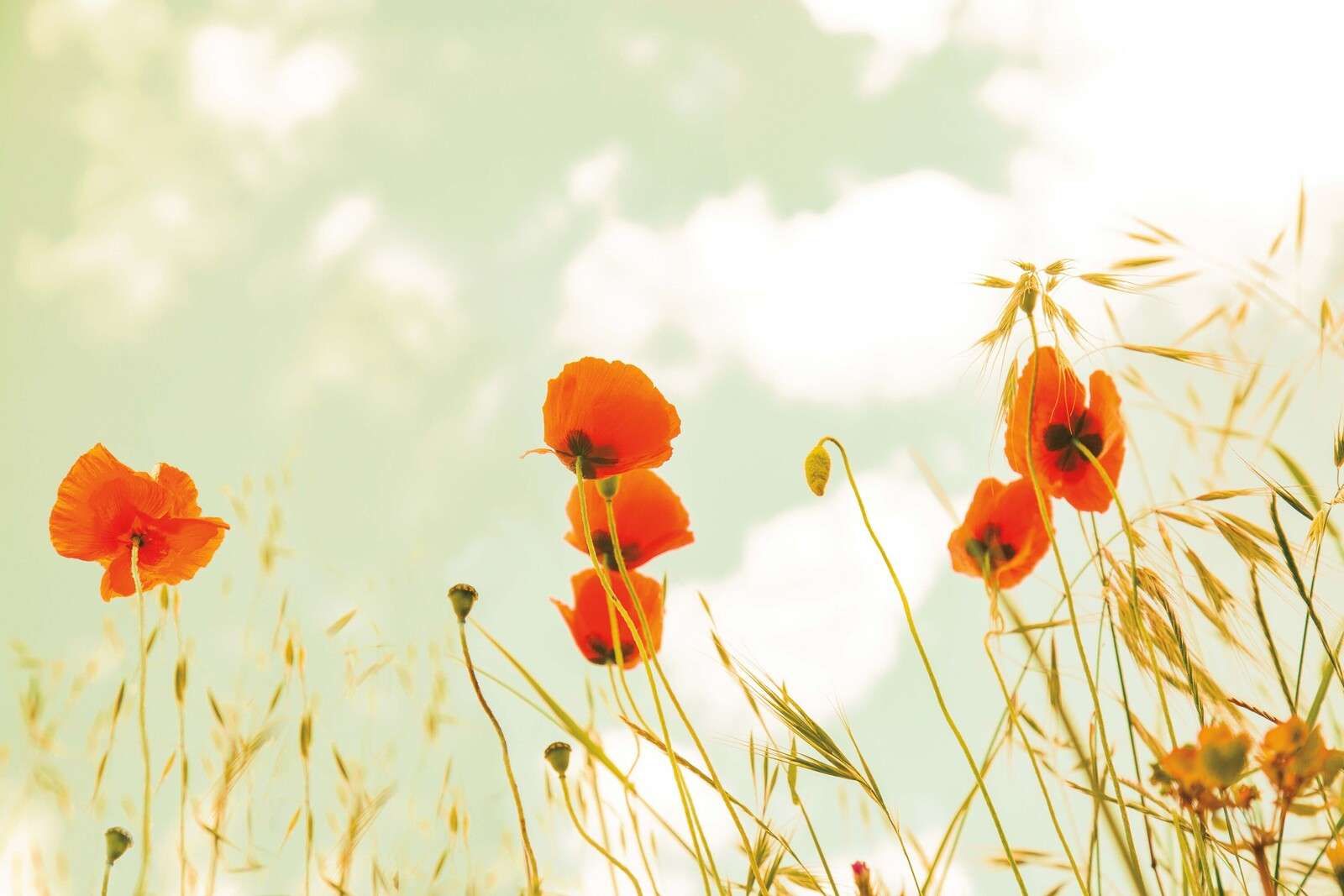 Mohnblumen im Sommerglanz