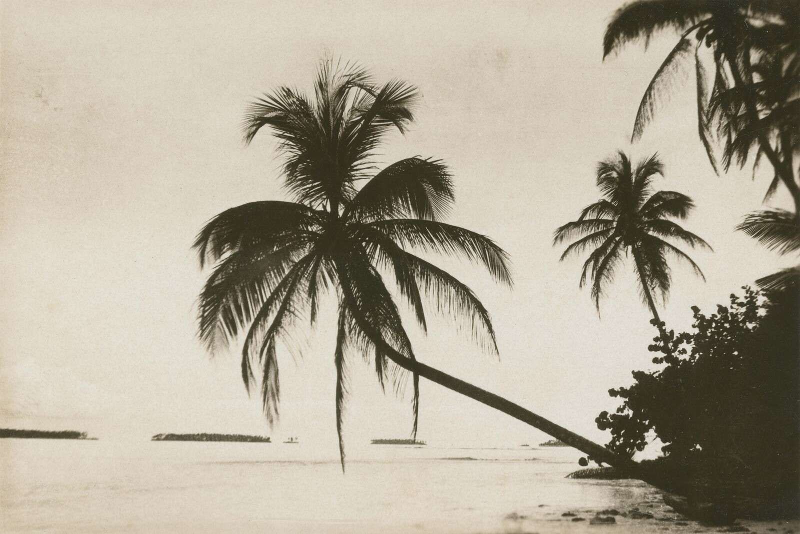 Tropische Palmen im Sepia-Look.