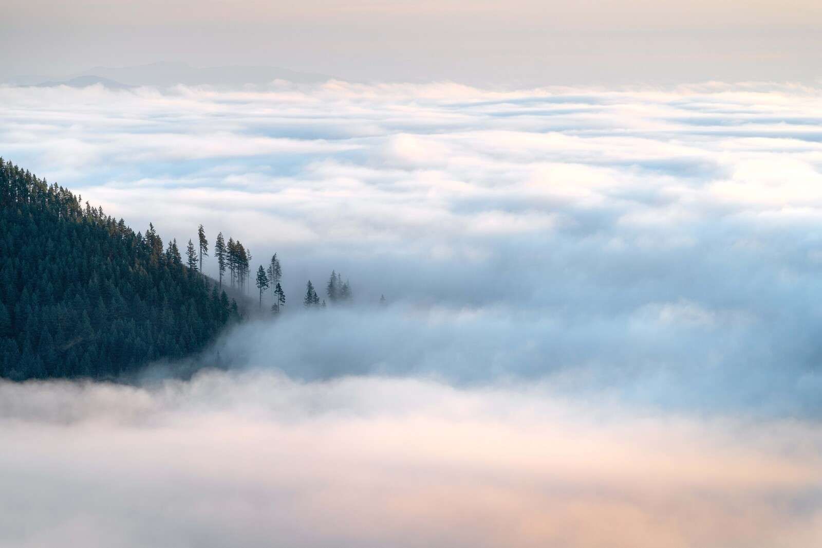 Bergwald über den Wolken