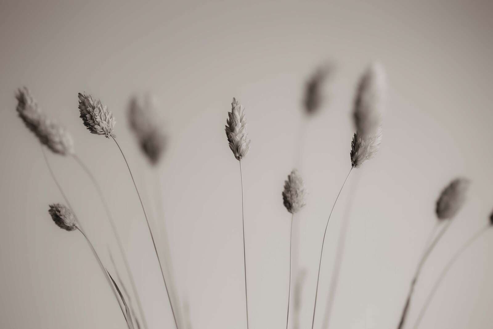 Getrocknetes Gras in sanftem Sepia.