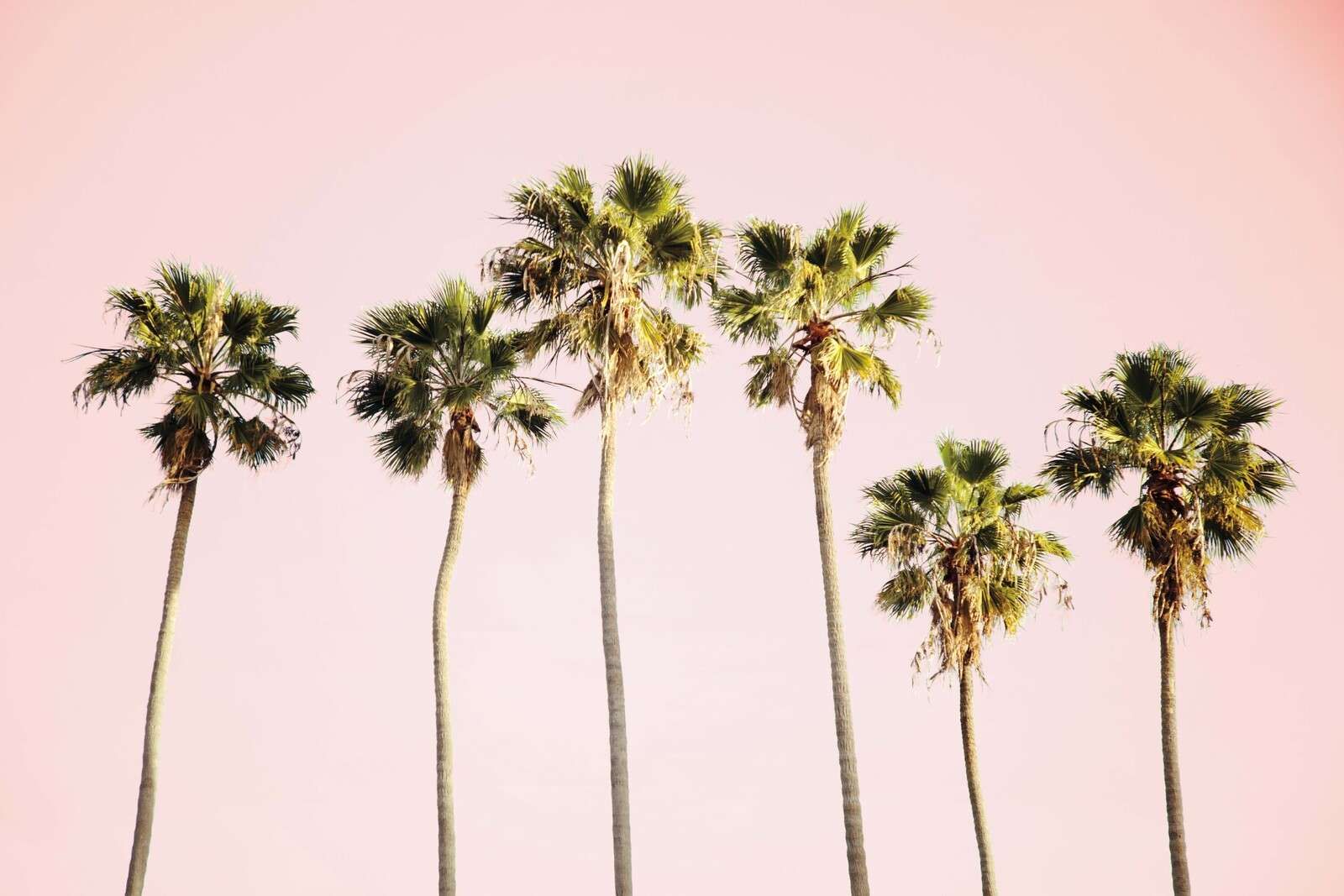 Palm trees under a pink sky